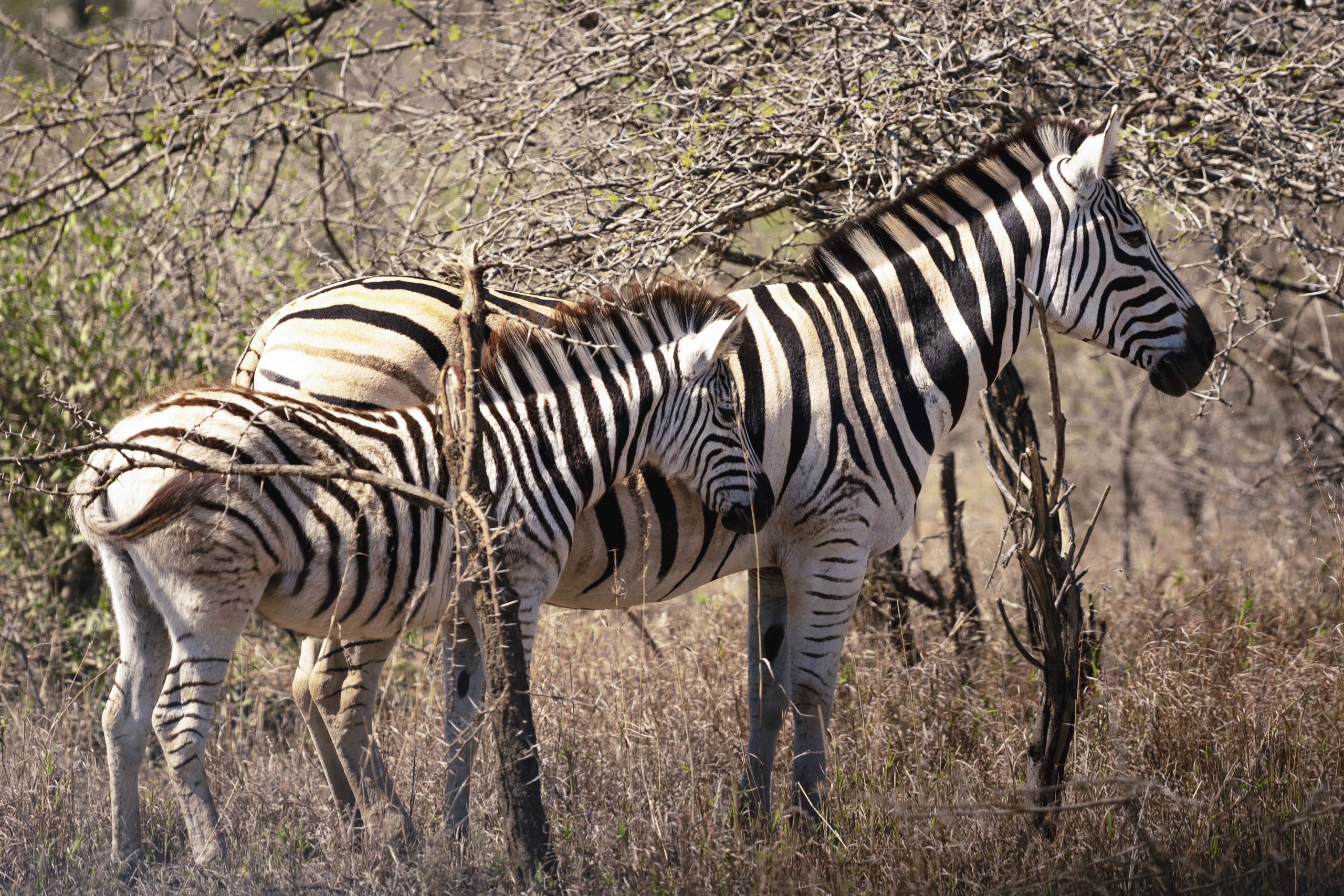 A zebra family in South Africa